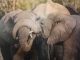 4 elephants Sibling Rivalry by Marshall Lally Photography