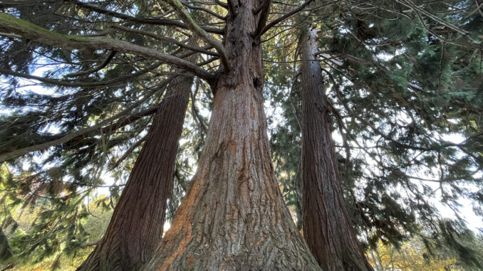 sequoia